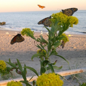 Butterflies on the Beach