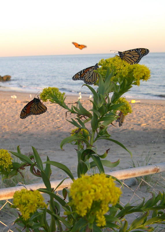 Butterflies on the Beach