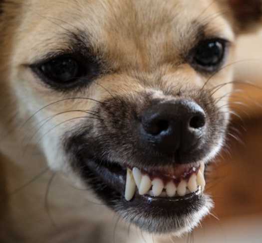Mad Chihuahua