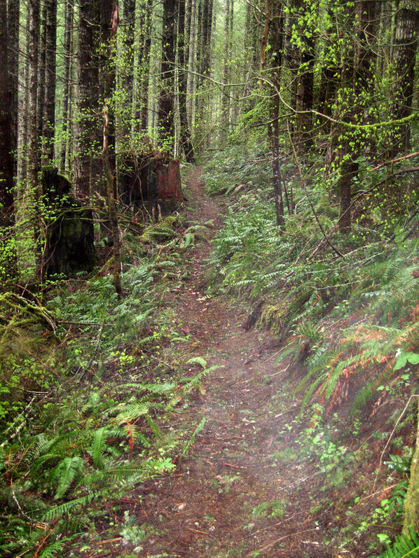 Mudslinger Trail in Blodget OR