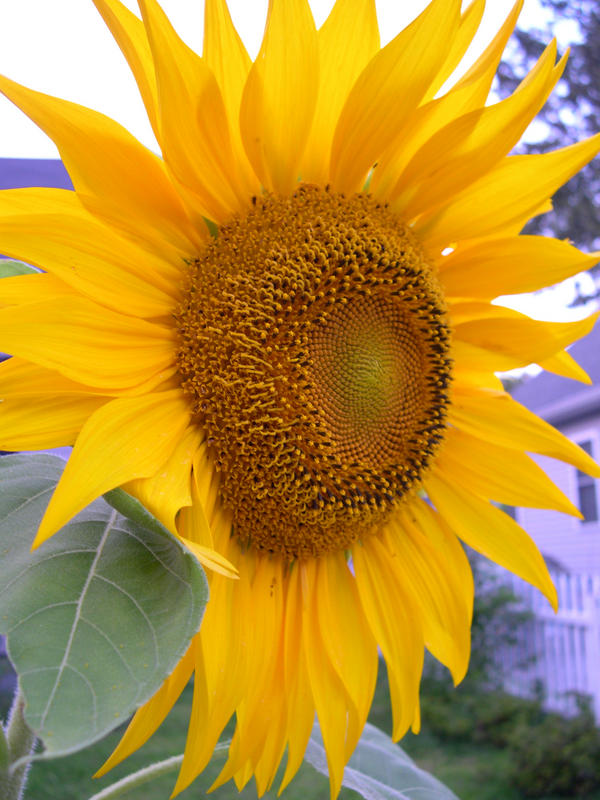 My Sunflower Pic