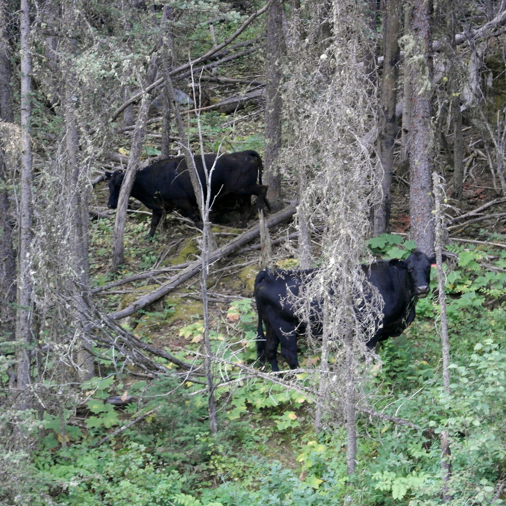Rare Sub-Alpine Cattle